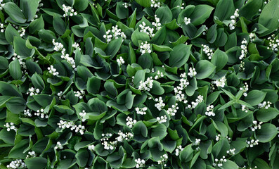 Blooming lily of the valley flowers in a clearing in the forest. Natural background with blooming...