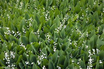 Blooming lily of the valley flowers in a clearing in the forest. Natural background with blooming lilies of the valley. Dizzying aroma. Selective focus. Summer.