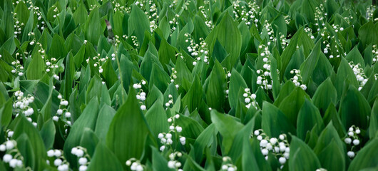 Blooming lily of the valley flowers in a clearing in the forest. Natural background with blooming lilies of the valley. Dizzying aroma. Selective focus. Summer.