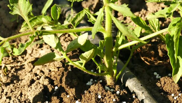 the use of urea fertilizer for vegetables, the farmer using white urea fertilizer,