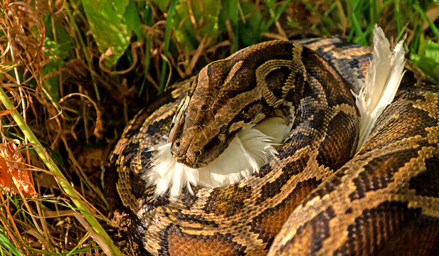 The python has caught its prey.  A large boa constrictor swallows a chicken. Animal wildlife background concept