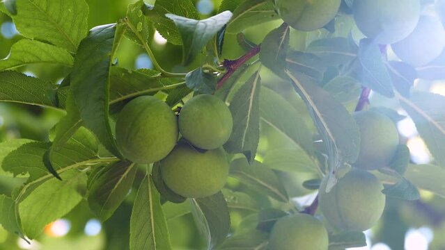 fruits on a tree in daylight, fruits on a plum tree,