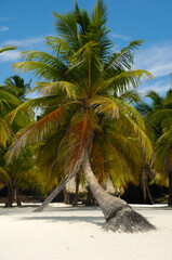 Tropical beach. The Dominican Republic, Saona Island - 513732287