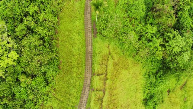 Aerial 4k drone footage of people at stunning Campuhan mountain ridge in the middle of the Balinese jungle, Ubud, Bali, Indonesia.
Traveling movement, zenithal angle.