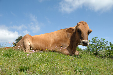 cow is resting on green grass - 513732471