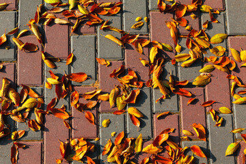Autumn leaves at the pavement . Red and yellow fall leaves