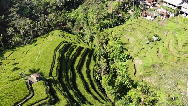 Aerial 4k drone footage of mountain rice terraces in the middle of the Balinese jungle, Bali, Indonesia.
Parallax movement, low angle.