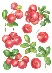 Watercolor Cranberry set