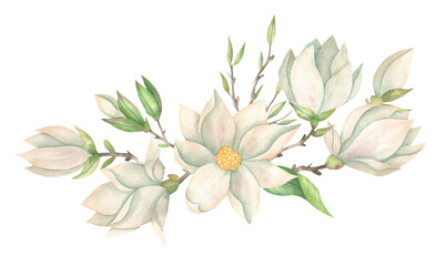 White magnolia illustration