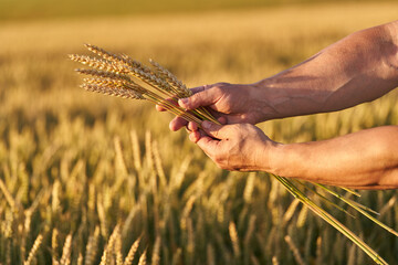 Farmer's hand holding wheat