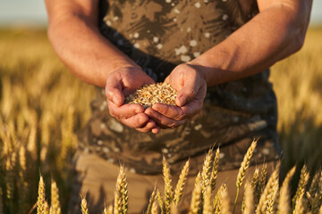 Farmer's hand holding wheat