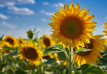 Sunflower field ripening