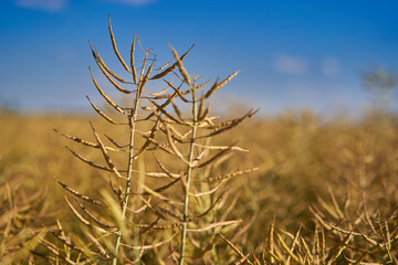 Ripe canola field