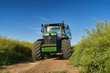 Obraz premium Big tractor in canola field