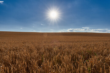 Naklejka premium Ripe wheat field under the sun