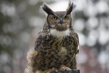 Great Horned Owl outdoors