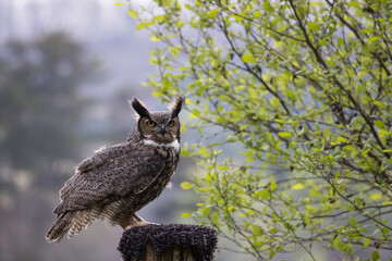 Great Horned Owl outdoors