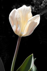 White Tulip in the sunshine