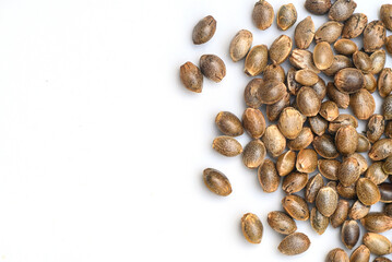 Cannabis seeds , Hemp seeds , Marijuana seed , cannabis seed isolated on white background for planting. THC CBD - 513736070
