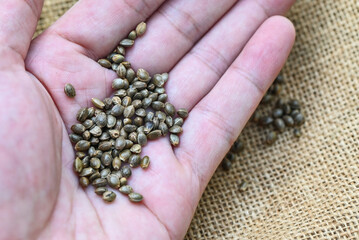Cannabis seeds in hand, Hemp seeds , Marijuana seed , cannabis seed on sack with scoop background...