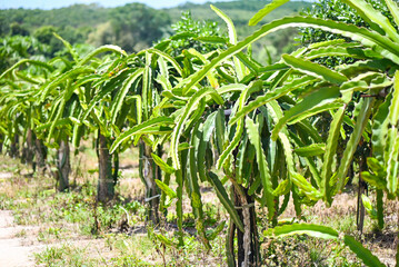 dragon fruit tree with dragon fruit flower on tree in the agriculture farm at asian, pitahaya plantation dragon fruit in thailand  in the summer