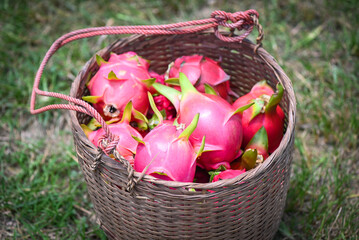 ripe dragon fruit on the basket  harvest from dragon fruit tree  agriculture farm for sale in the...