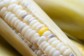 waxy corns or sweet corn cooked background, ripe corn cobs steamed or boiled for food vegan dinner...