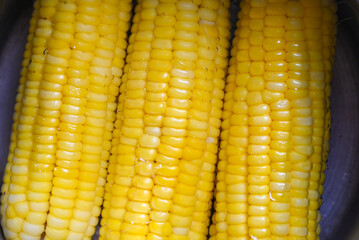steamed or boiled sweet corn cooked in hot pot , ripe corn cobs sweetcorn for food