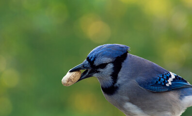 Canadian Blue-Jay grabbing a peanut.