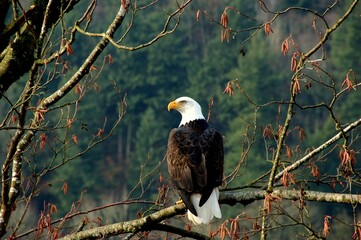 Majestic Bald Eagle isolated sitting on a branch in Canada.