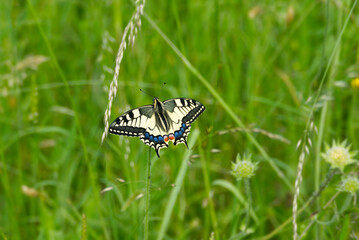 Old World Swallowtail or common yellow swallowtail (Papilio machaon) sitting on violet flower in Zurich, Switzerland