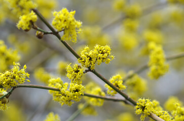 Blooming yellow on a tree branch in spring. Bright yellow inflorescences on a blurred background. Spring has come, the first greenery. Nature wakes up. The first leaves bloom on the branches. Warm day