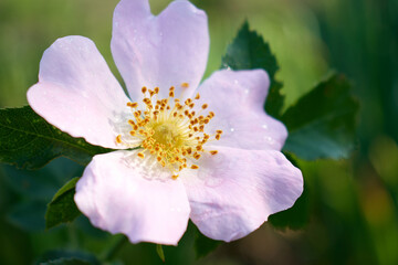 A light flower on a green background