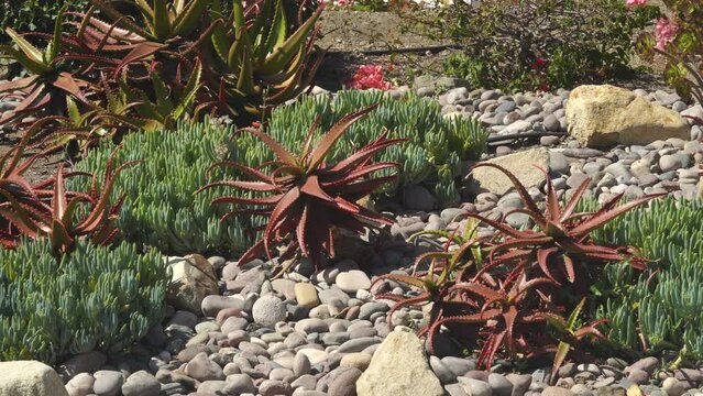 Pan of decorative succulents and rocks in a drought tolerant residential landscaping