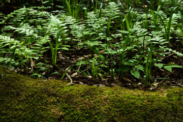 Green moss and little plants in the forest 6