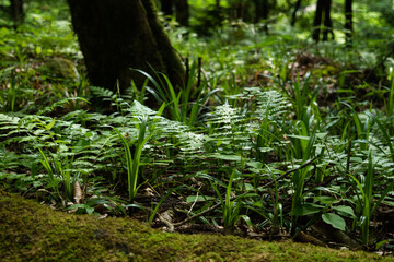 Green moss and little plants in the forest 7