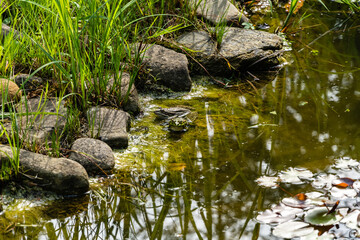 Two frogs Rana ridibunda (pelophylax ridibundus) sit on stones in pond against blurred background of stone shore. Selective focus. Close-up. Natural habitat. Nature concept for design