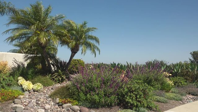 Wide shot of a drought tolerant front yard landscaping with rock wash, Pygmy Date palm, and sunny blue sky
