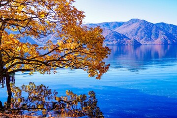 autumn tree on lake