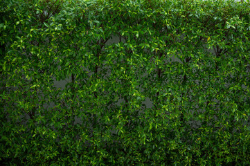 green leaves natural background wallpaper, texture of leaf, leaves with space for text