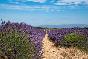 campo di lavanda