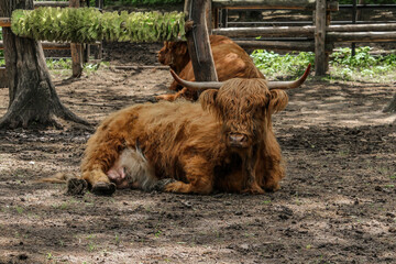 Fototapeta premium A Highland Cow bos taurus taurus or sometimes known as a Hairy Coo are a rustic cattle breed reared for beef and found throughout.