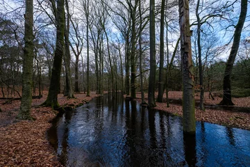 Fototapete Leuvenumse bossen, Hulshortserzand © Holland-PhotostockNL