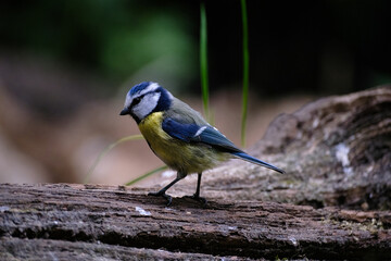 Pimpelmees - Blue tit