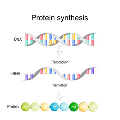 transcription and translation. Protein synthesis. - obrazy, fototapety, plakaty