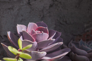 Variegata Echeveria 'Perle von Nurnberg' Rainbow