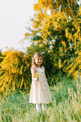 Fototapeta premium Cute toddler girl with long hairs wear casual dress walking, runing in field with green grass and blooming trees with yellow flowers.