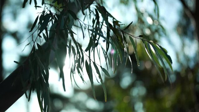 Gum leaves in breeze with sun