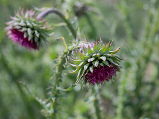Blessed thistle pink flowers, close-up. Herbal medicinal plant Silybum marianum. pink thistle flowers