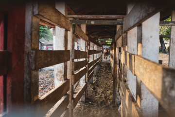 Horizontal image of a very brave bull in the distance, at the bottom of a wooden corridor in a corral. 